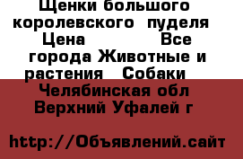 Щенки большого (королевского) пуделя › Цена ­ 25 000 - Все города Животные и растения » Собаки   . Челябинская обл.,Верхний Уфалей г.